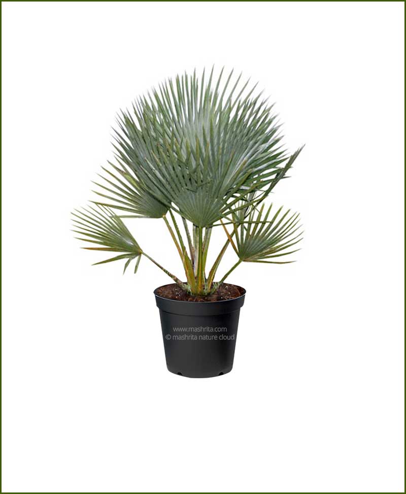 Bismarckia Palm Bismarckia Nobilis