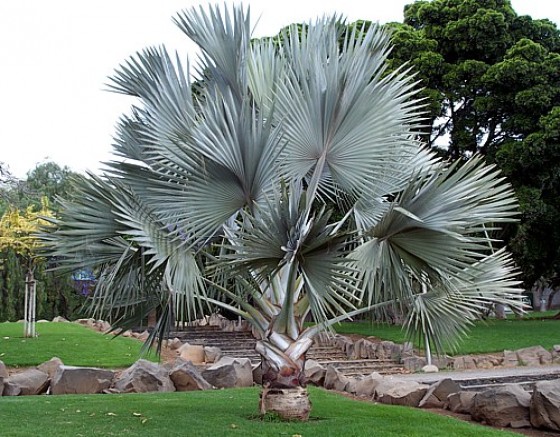 Bismarckia Nobilis Palm بسمارکیا پام