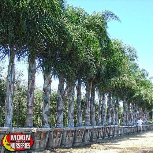 Queen palm plants, کوءین پام - Aziz Nursery Farm