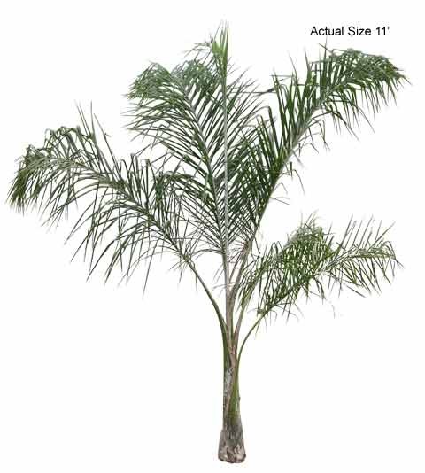 Queen palm plants, کوءین پام