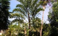 walichia palm