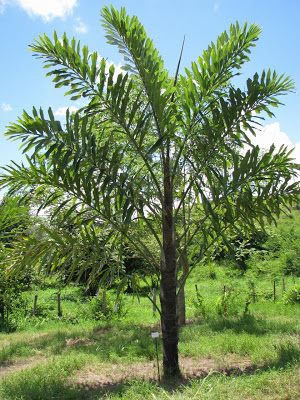 walichia palm pakistan