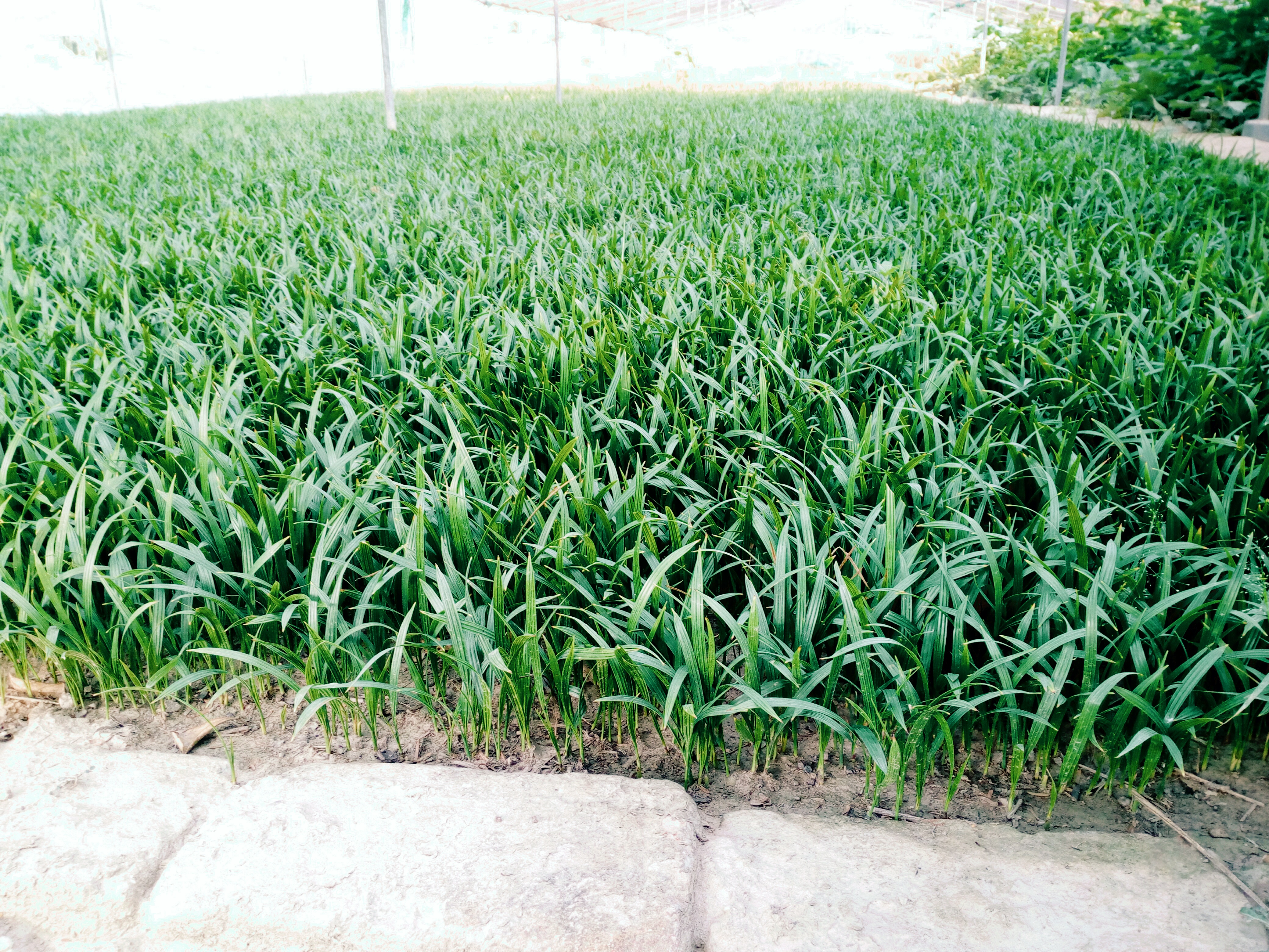 Phonex palm seedlings