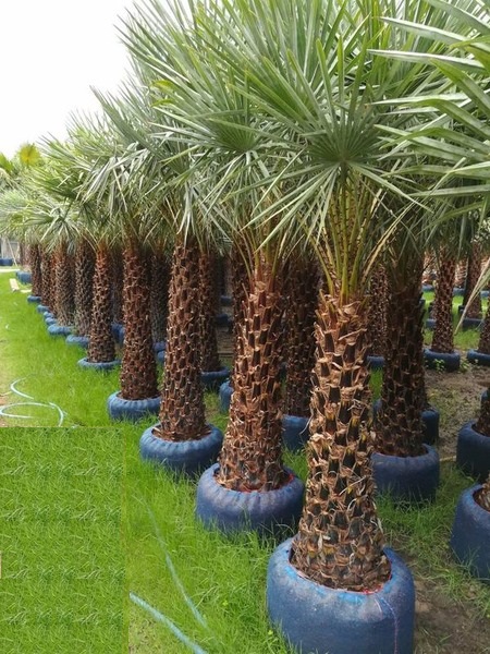 Imported Copernicia Palm trees for sale