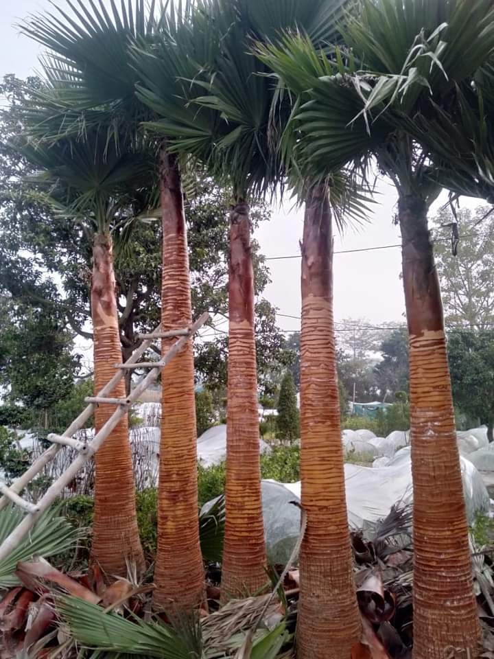 Washingtonia palm