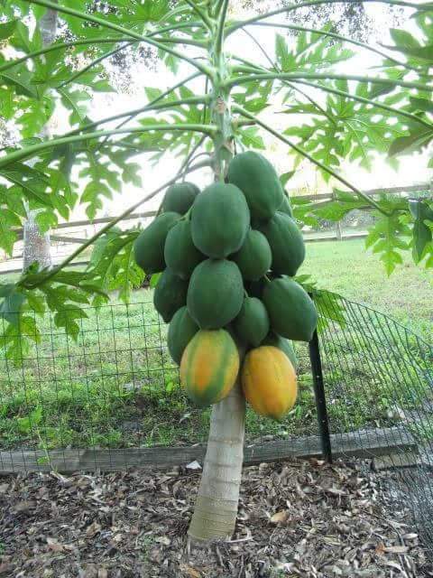 Red Lady Papaya plant fertilization