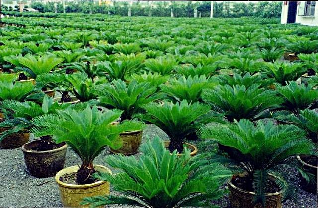Cycas revoluta plants for sale