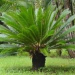 Cycas revoluta , kangi palm plants, کنگہی پام