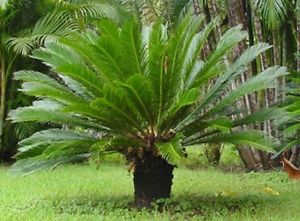 Cyces revoluta, kangi palm plants