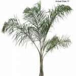 Queen Palm plants for sale