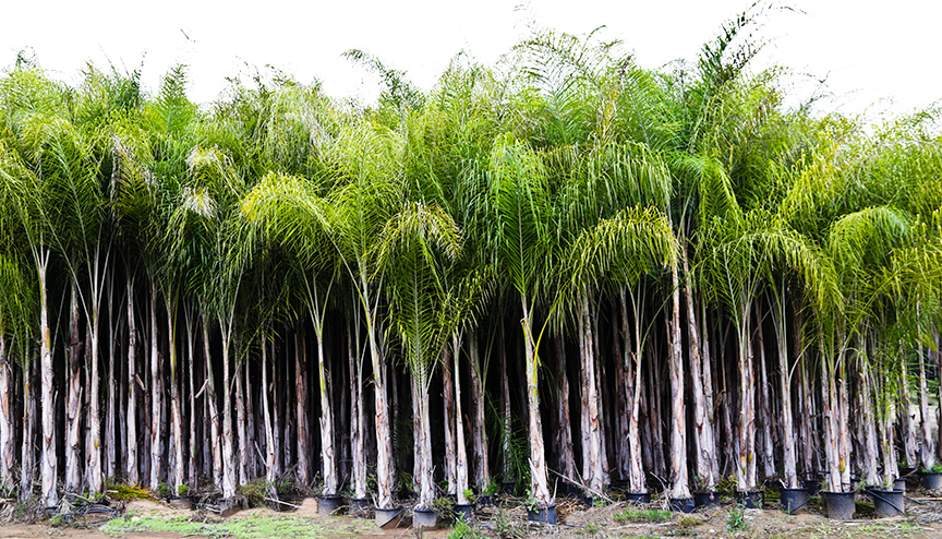 Queen Palm plants