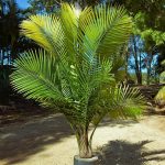 Ravenea Palm plants