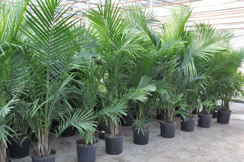 Ravenea Palm plants for sale