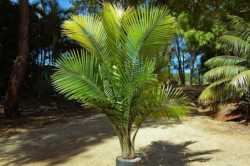 Ravenea Palm plants