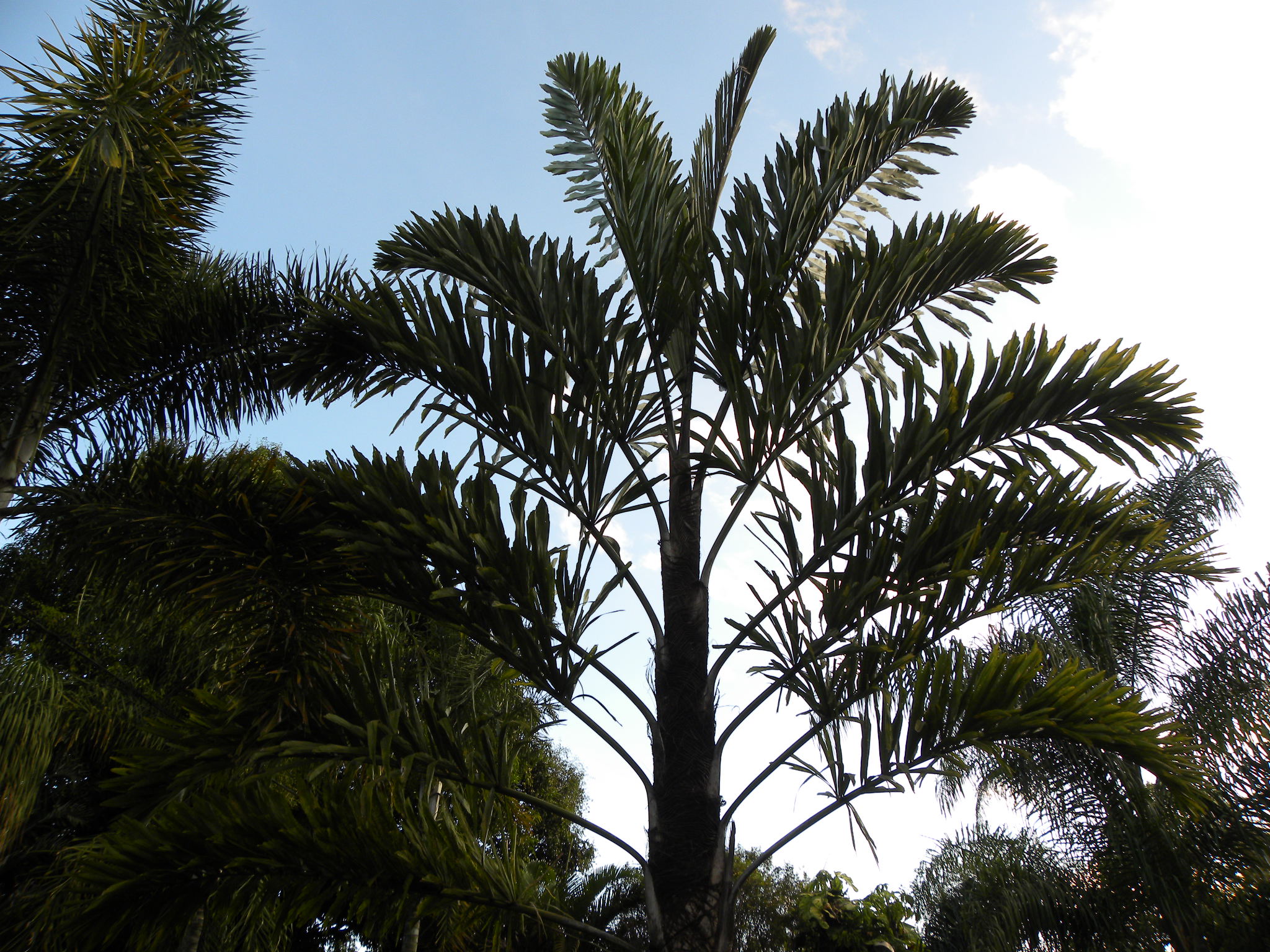 Walichia palm plants
