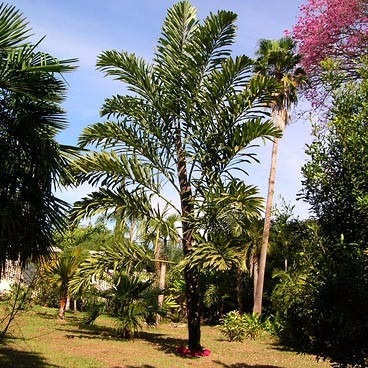walichia palm