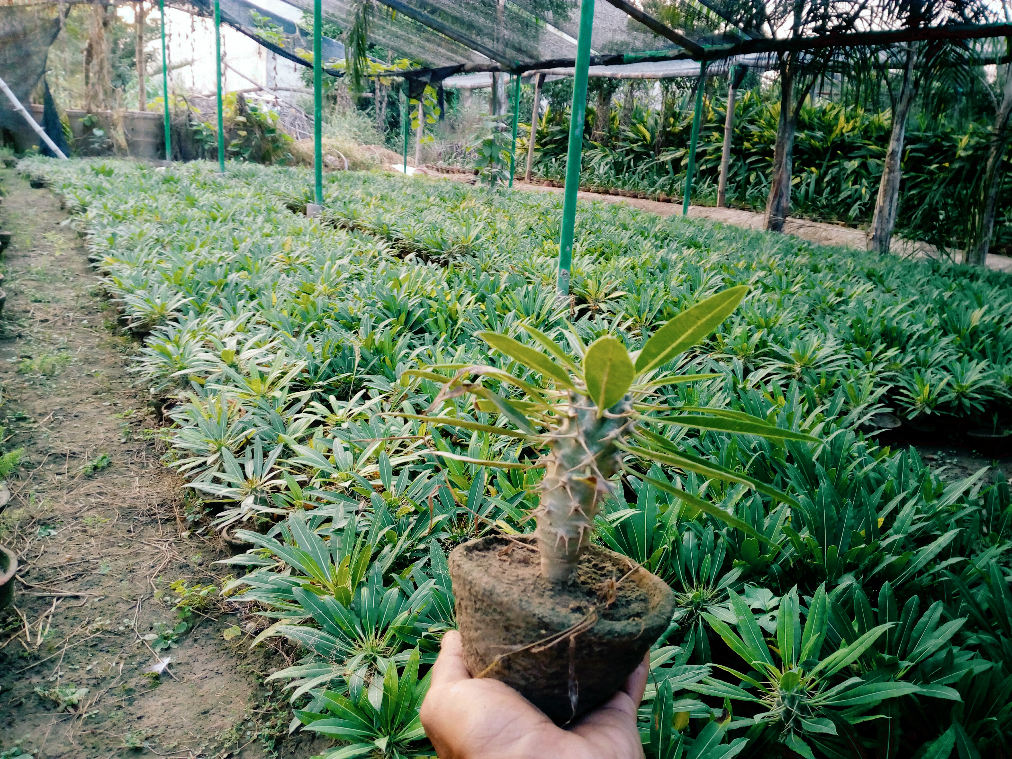 Pachypodium seedlings