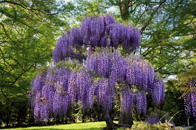 purple wisteria plants for sale