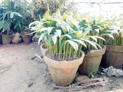 Alexendera palm seedlings