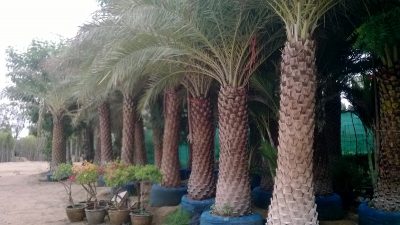 phoenix sylvestris Palm