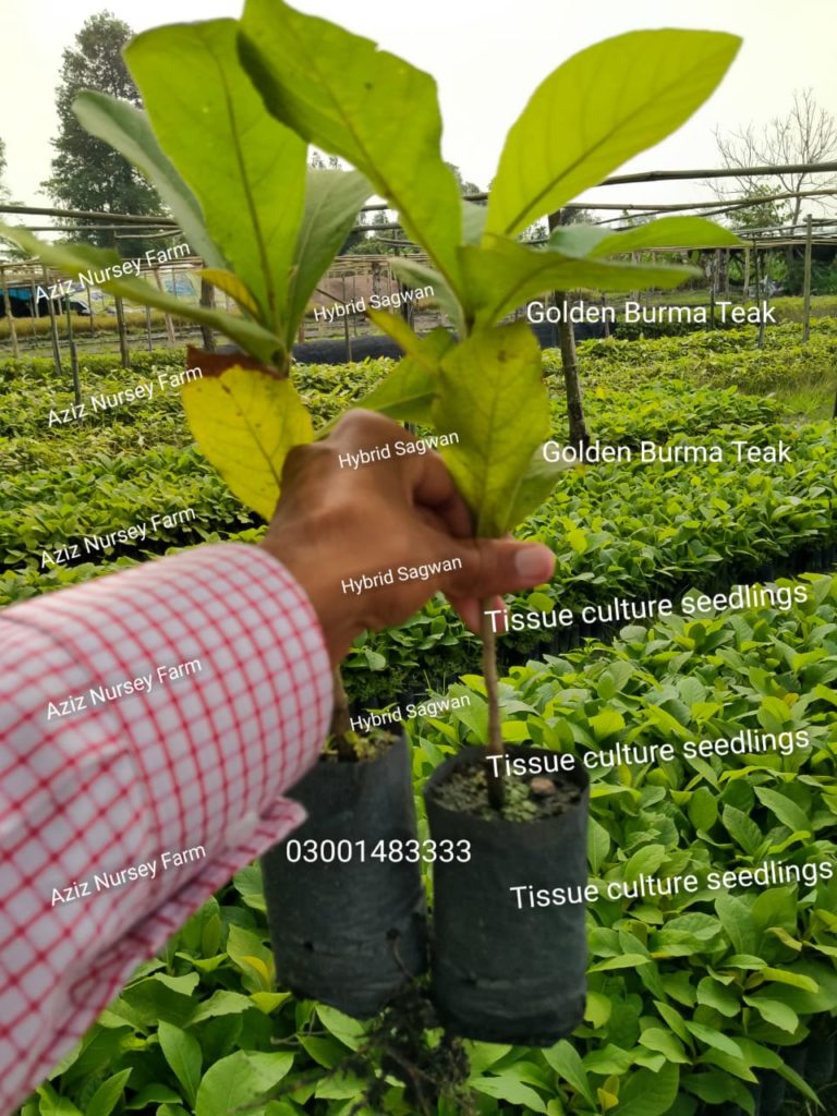 Root propagated teak plants