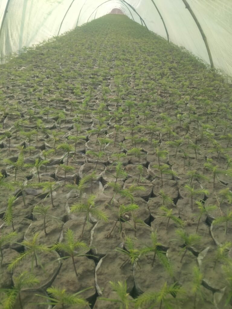 Araucaria seedlings